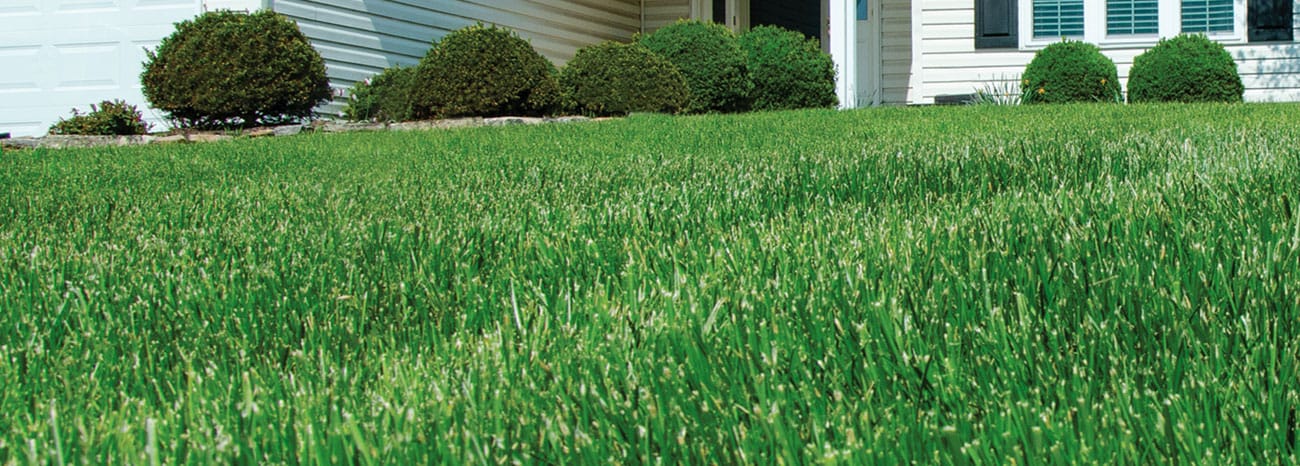 Moyer Blog Best Time To Fertilize Your Lawn Hero 