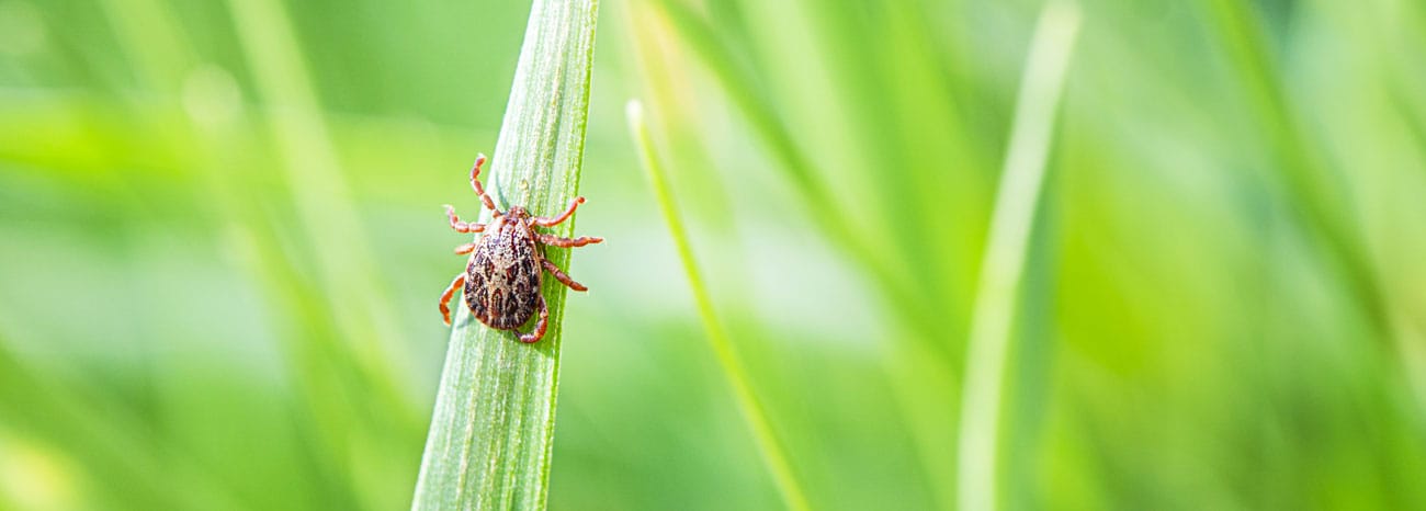 how to keep ticks out of your yard