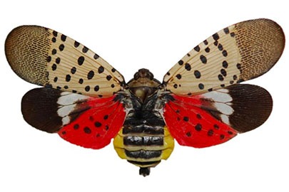 Spotted Lanternfly Treatments