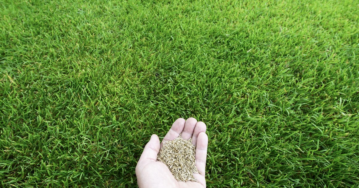 Planting grass seed on sale in spring