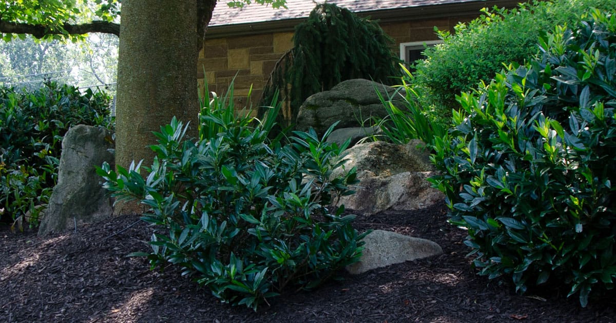 Expert Weed Control for Flower, Shrub & Garden Beds Moyer