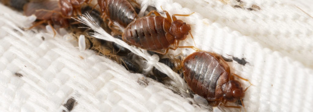 How Do Bed Bugs Spread - It May Surprise You