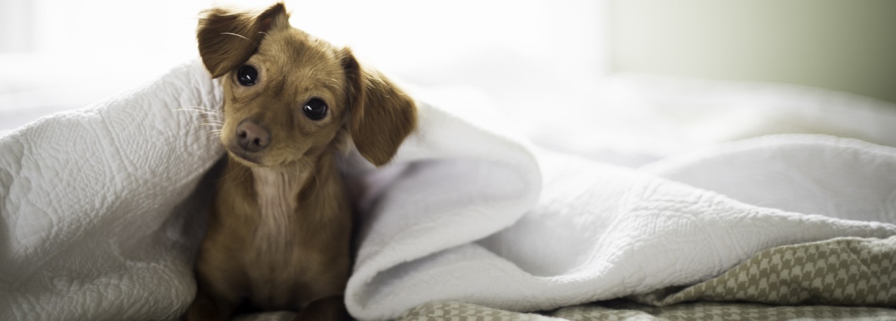 Do Bed Bugs Feed On Dogs And Cats
