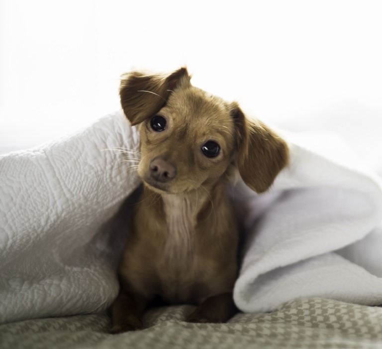 Do Bed Bugs Feed On Dogs And Cats