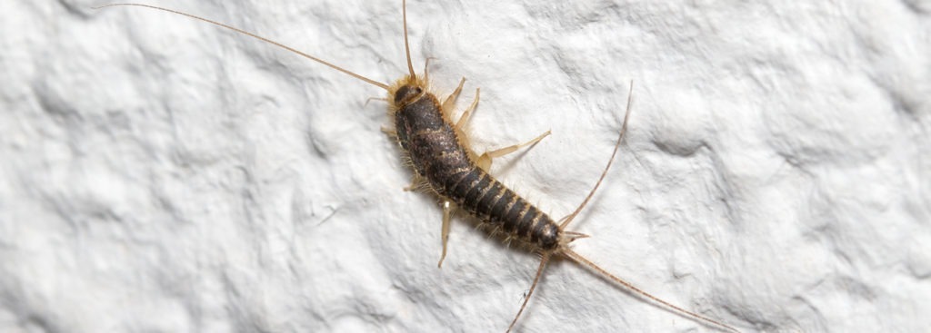 Common Mistakes We Make That Attract Silverfish | Moyer