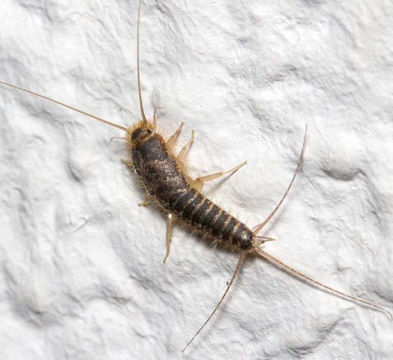 Common Mistakes We Make That Attract Silverfish | Moyer