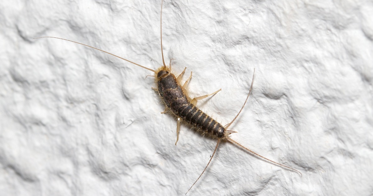 Common Mistakes We Make That Attract Silverfish