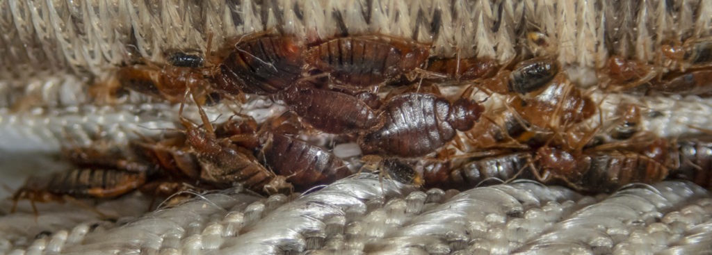 how-long-can-bed-bugs-live-without-food-moyer