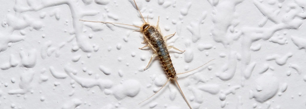 What Was That Little Silver Bug In The Bathroom? | Moyer