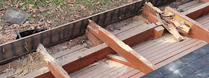 ants causing damage to wood
