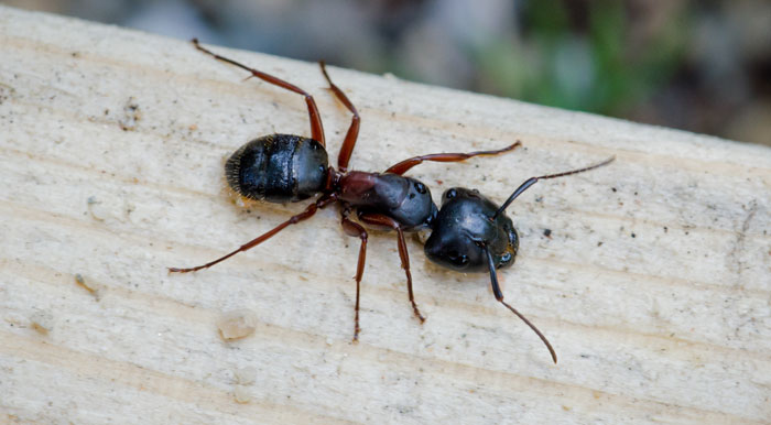 Carpenter ants