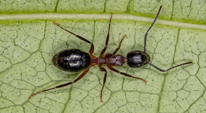 Oderous ants