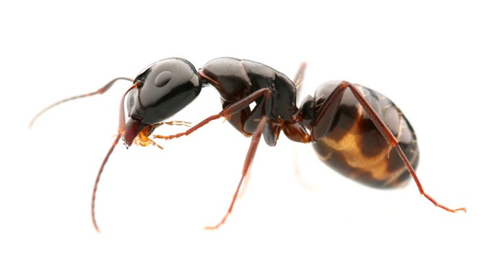 types of ants in pennsylvannia