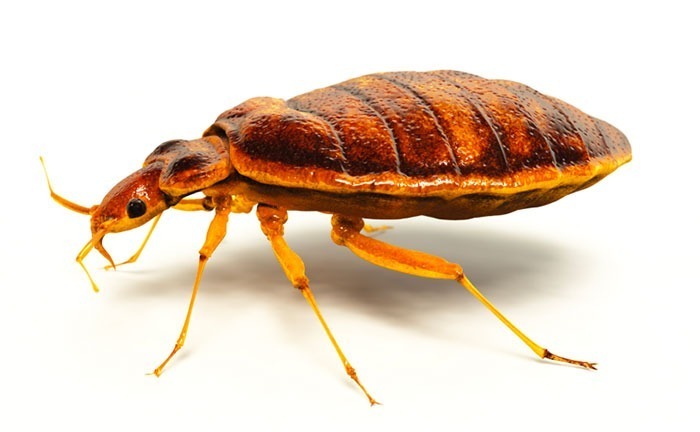 other bugs mistaken for bed bugs