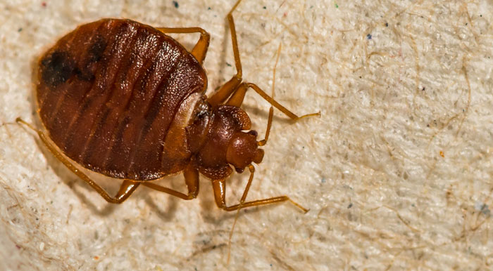 bugs that look like bed bugs