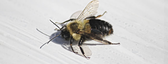 bumble bees
