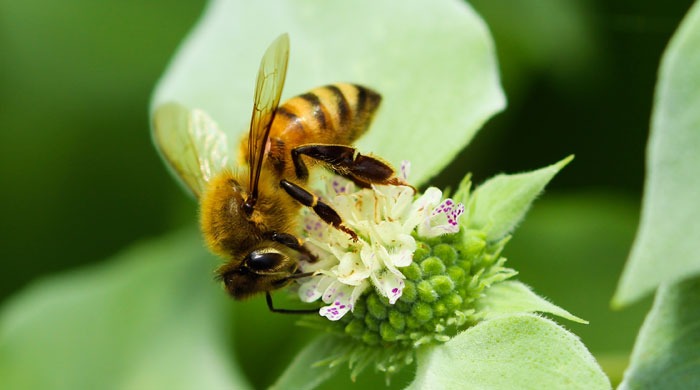honey bees
