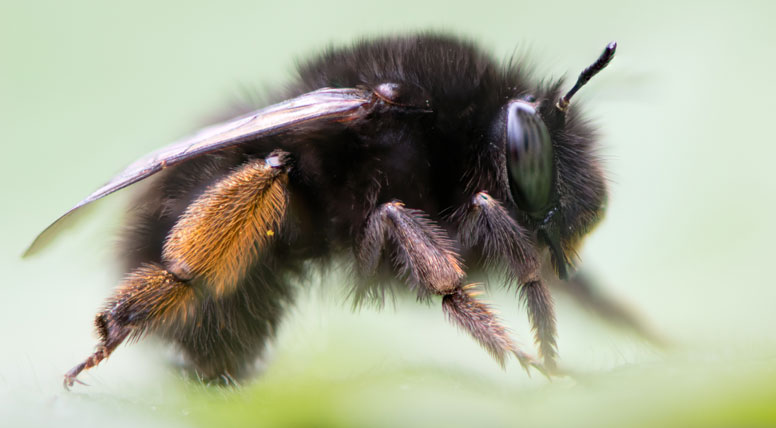 Hairy-footed Flower Bee