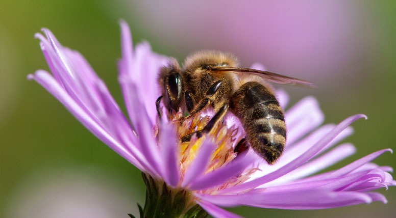 European Honey Bee (Western Honey Bee)
