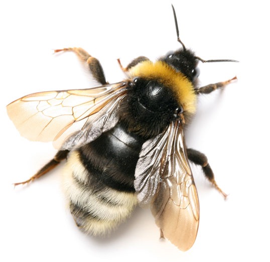 types of bees in Pennsylvania