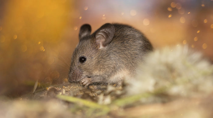 food contamination with mice
