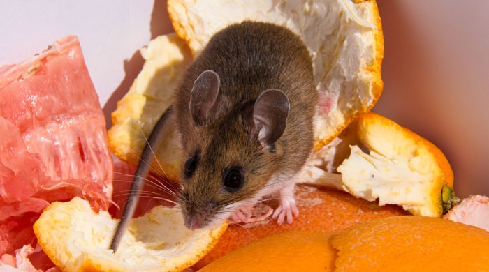 mouse health hazard