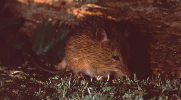 Wooded Jumping Mouse