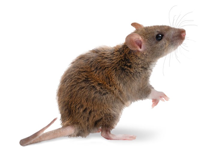 Mouse scientific clearance name