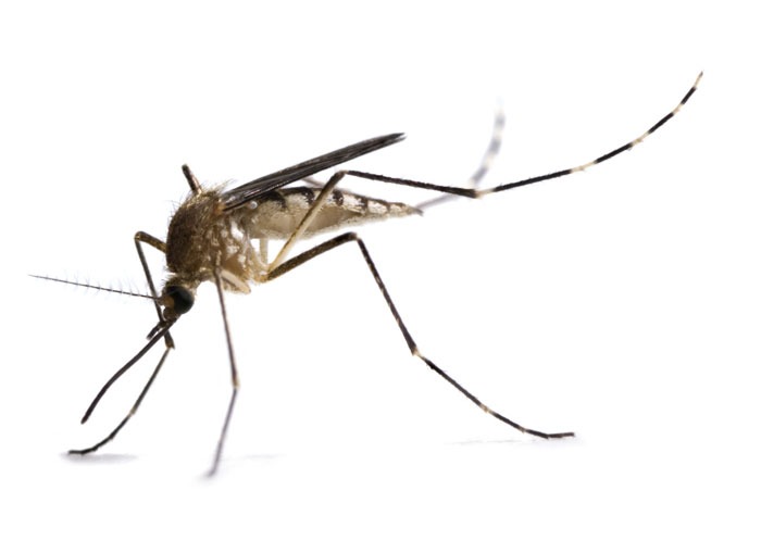 types of mosquitoes in pa