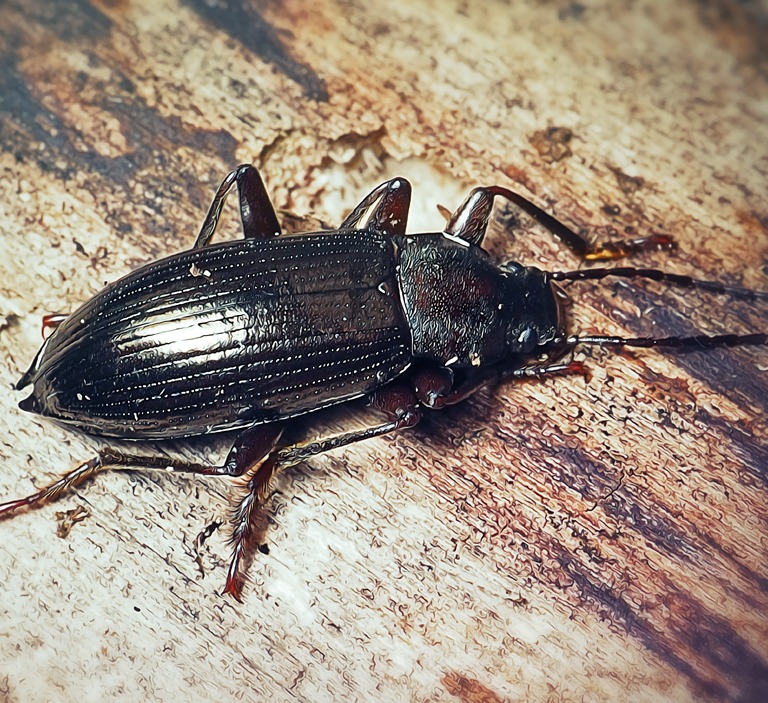 Why Are There Beetles In My House and Garden?