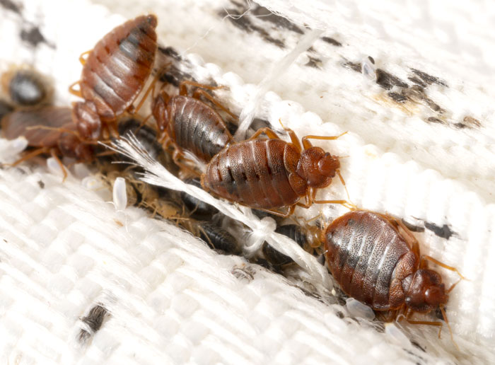 #1 Bed Bug Exterminator Seattle WA