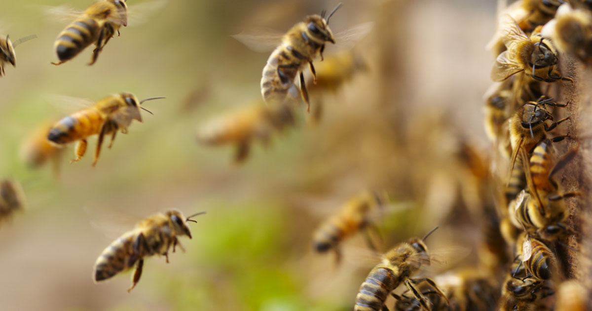 Bee Removal, Relocation and Prevention Services Moyer Pest