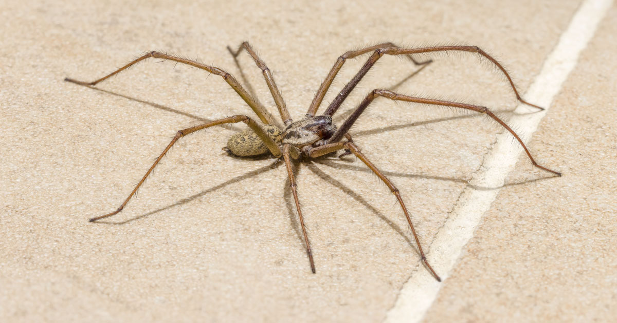 Spider Identification & Prevention