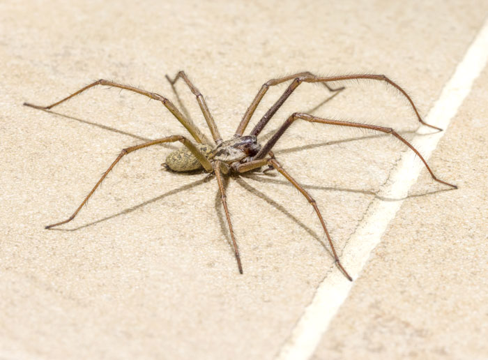 House Spiders - Pest Control Approved