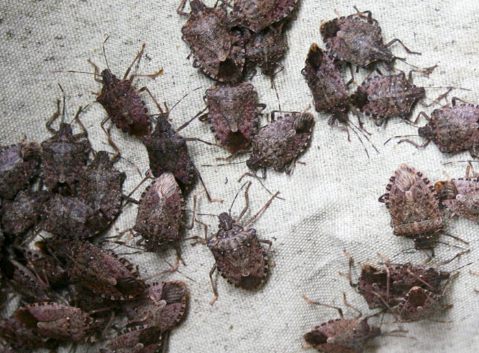 Identify and Control Stink Bugs