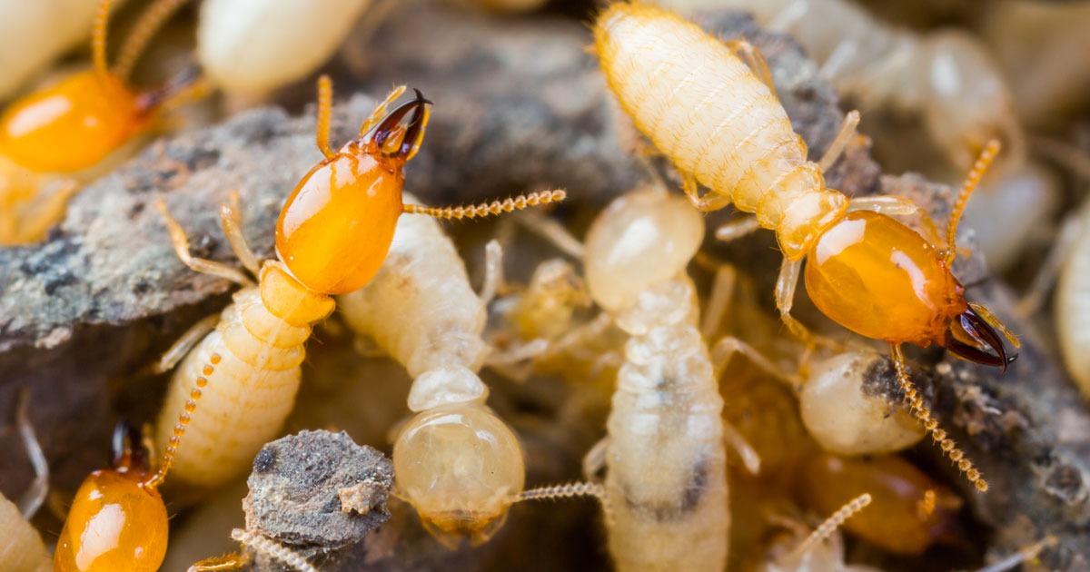 Termite Extermination, Inspection & Control Services | Moyer Pest