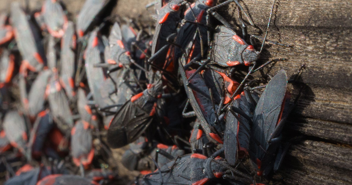 How To Identify Box Elder Bugs & What To Do If You Have An Infestation