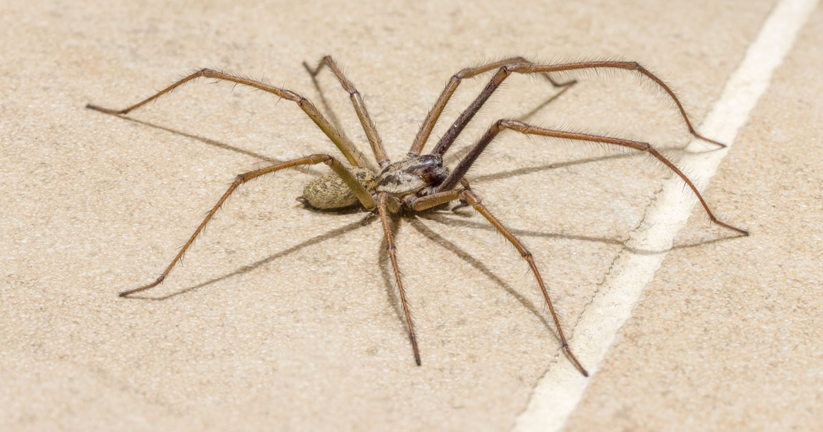 domestic house spider