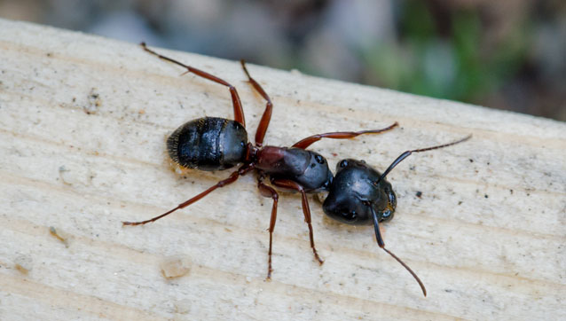 pest-category-ants