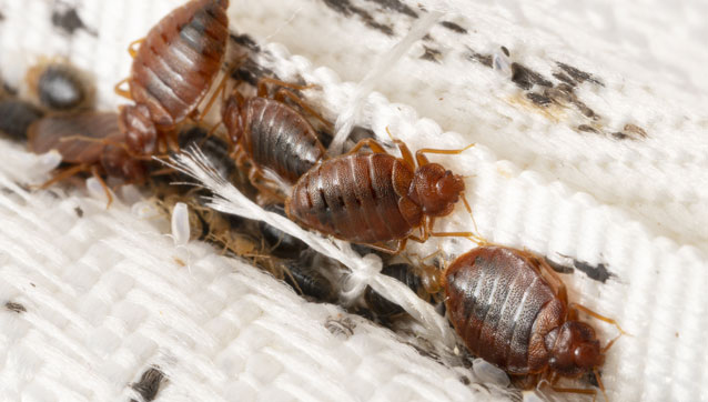 pest-category-bed-bugs