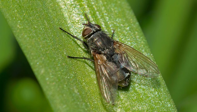 pest-category-cluster-flies