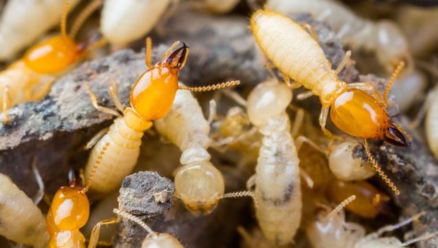 pest-category-termites