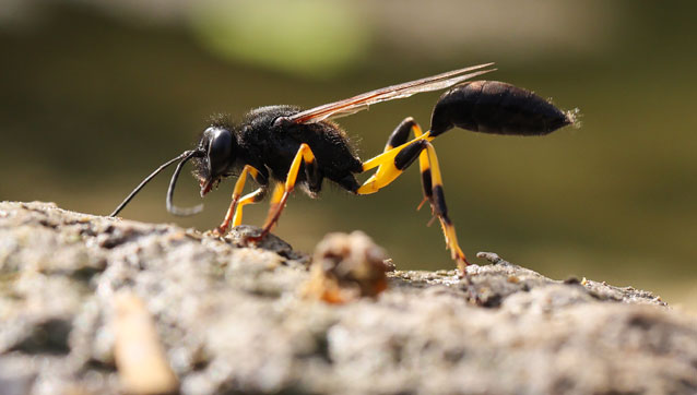pest-category-wasps