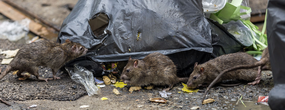 rat control and extermination services
