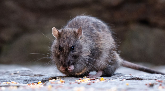 Norway Rat (Brown Rat)