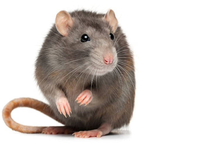 types of rats in pa, nj and de