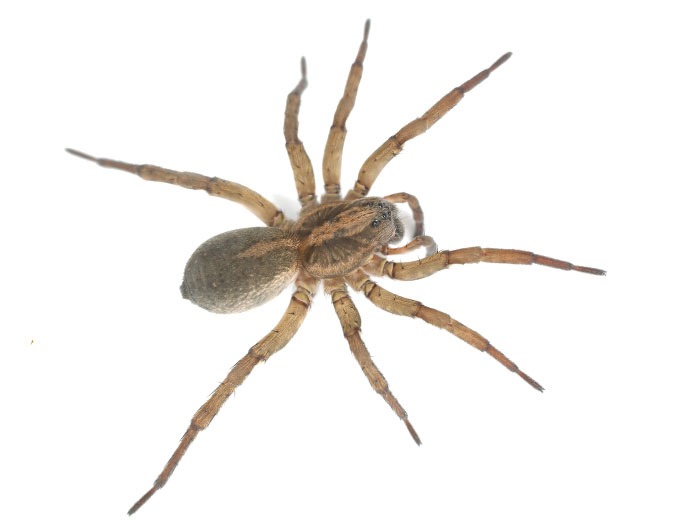 dark brown wolf spider