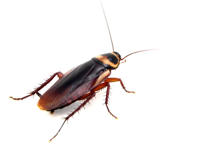 types of roaches in pa