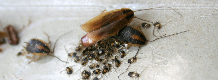 roach extermination and prevention services