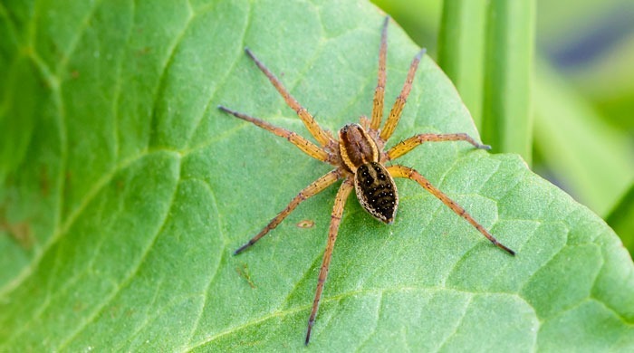 grass spider